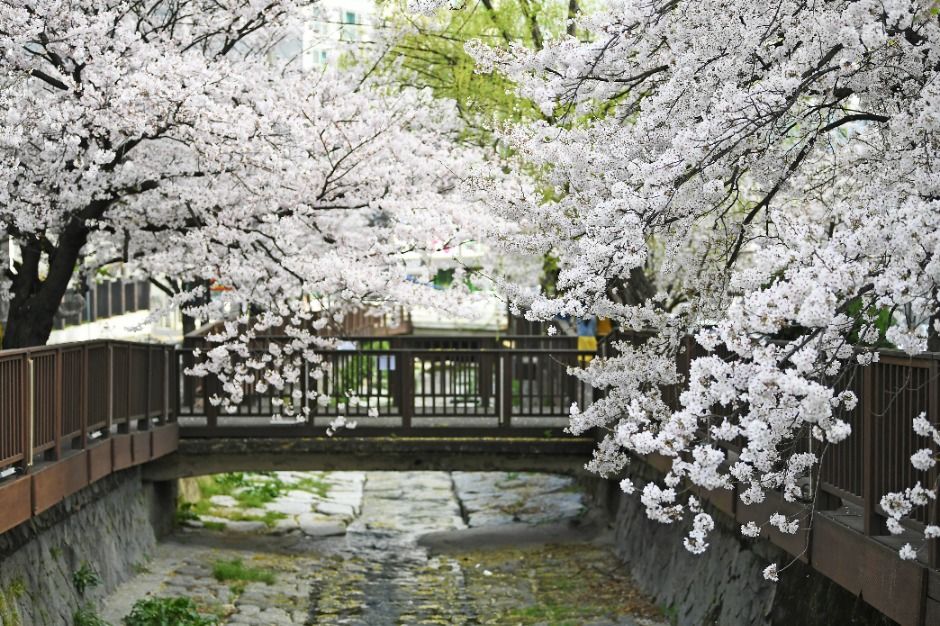 昌原小河川樱花街