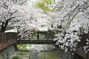 창원 소하천 벚꽃거리