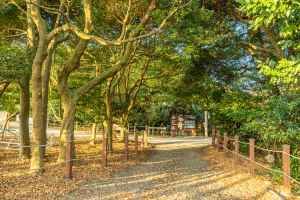 완도 미라리 상록수림