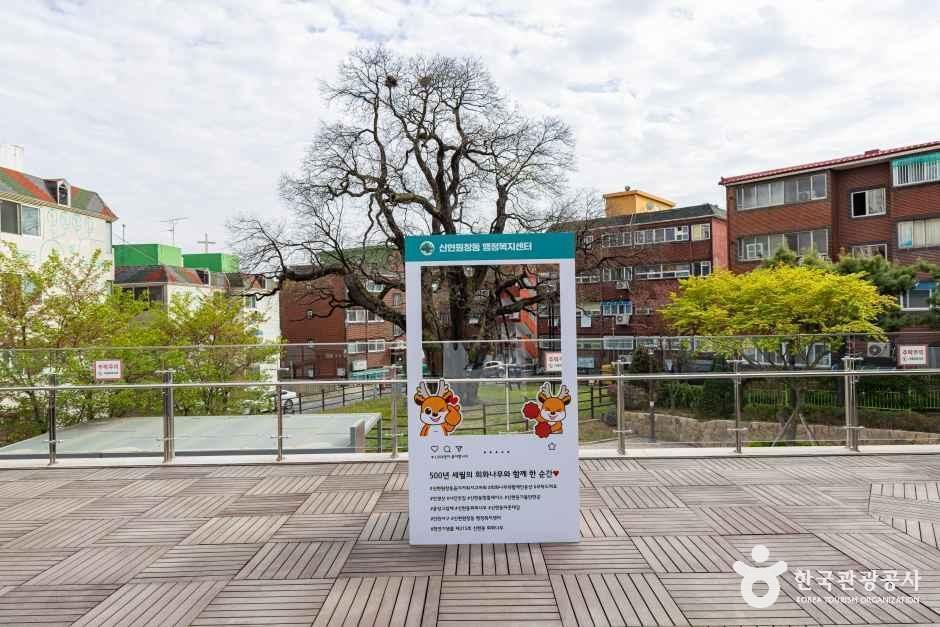 인천_서구_신현동회화나무 (1)