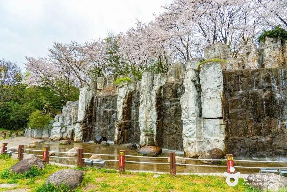 광주_광주천 벚꽃길 (2).jpg