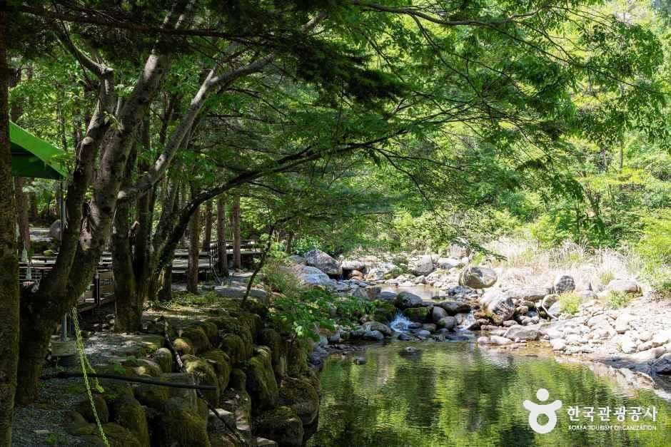단양천동계곡캠핑장 그린농원