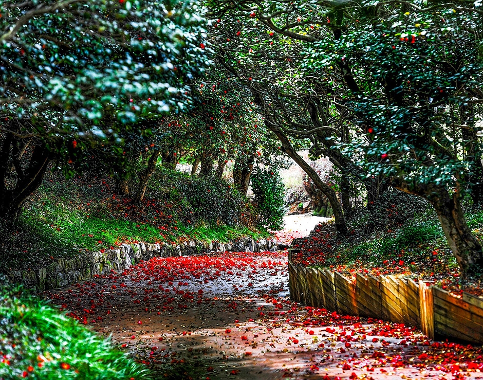 Gwangyang Okryongsa Camellia Forest