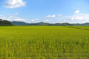 고천암호(철새도래지)