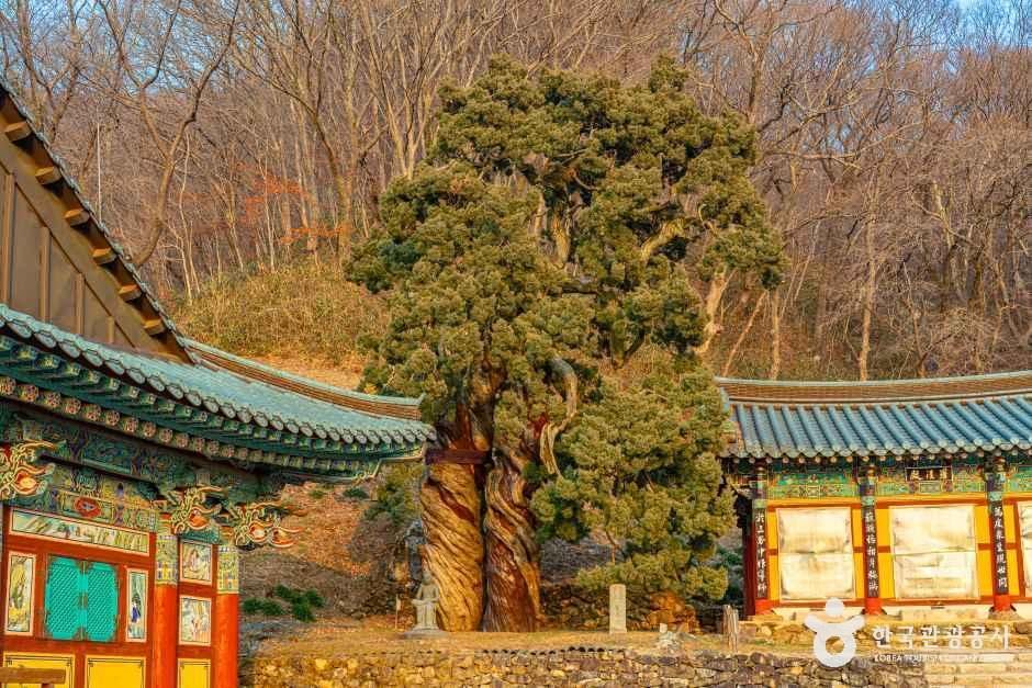 순천 송광사 천자암 쌍향수(곱향나무)