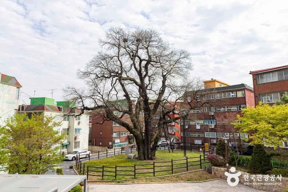 인천 신현동 회화나무