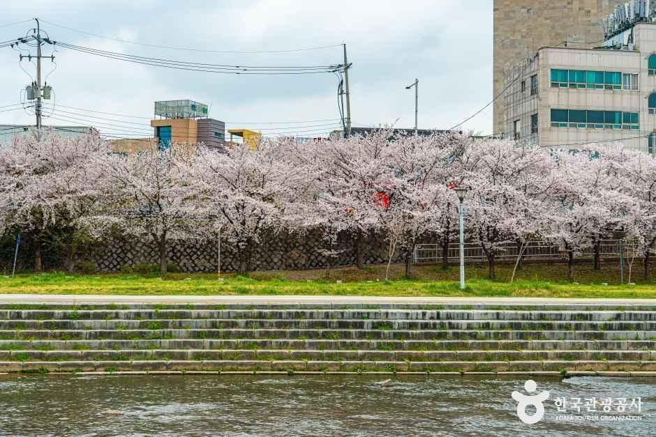 광주_광주천 벚꽃길 (3).jpg