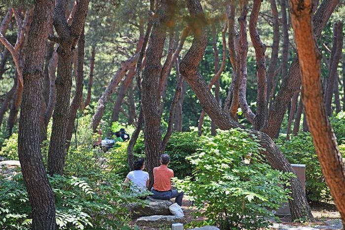 Pine Rest Place in a dense pine forest