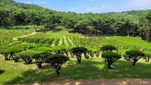 쌍계사(안산)