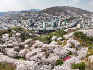 서대문 봄빛축제