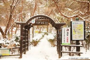 [북한산 둘레길 1구간] 소나무숲길