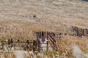 울산 간월재 정상 최단등산코스 무료 주차장 주변 가볼만한곳_간월재_1-7