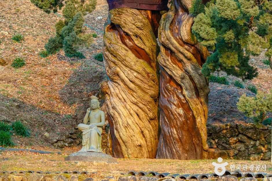 순천 송광사 천자암 쌍향수(곱향나무)