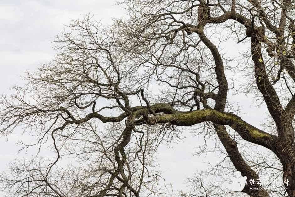 인천_서구_신현동회화나무 (3)
