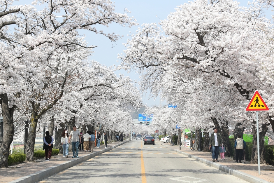 정읍 벚꽃축제 (2…