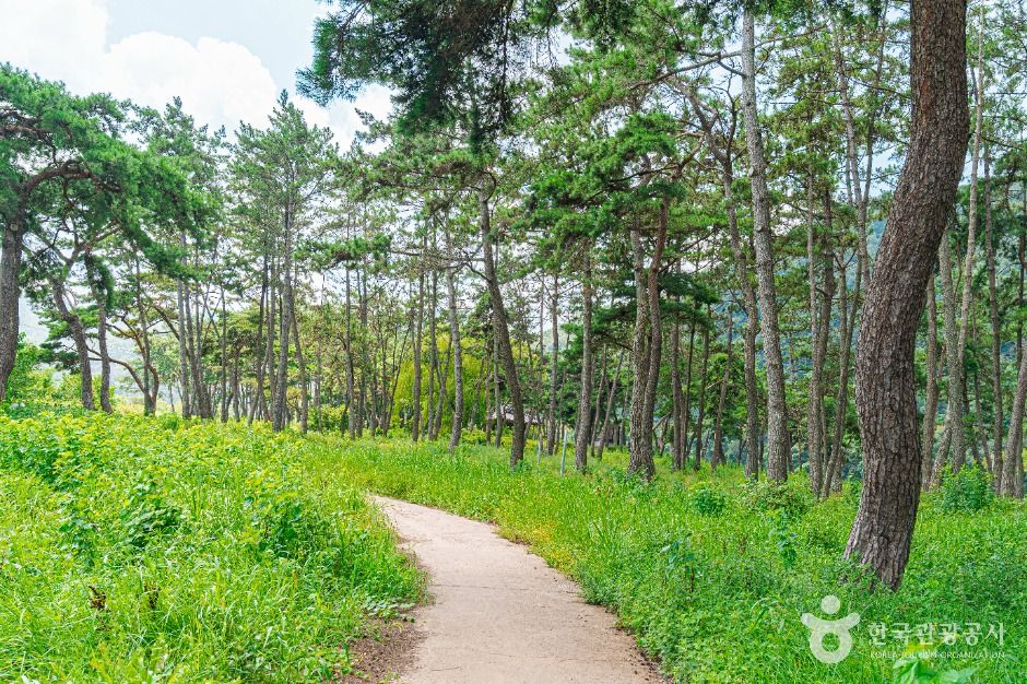 Deuldeulgang Pine Grove Recreation Area