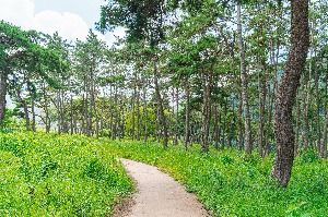 드들강솔밭유원지