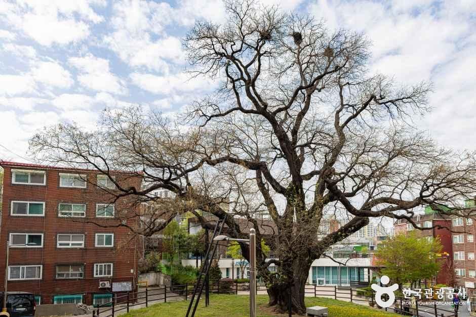 인천_서구_신현동회화나무 (4)
