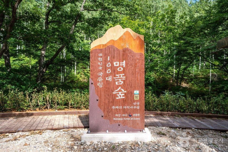 영양 자작나무숲