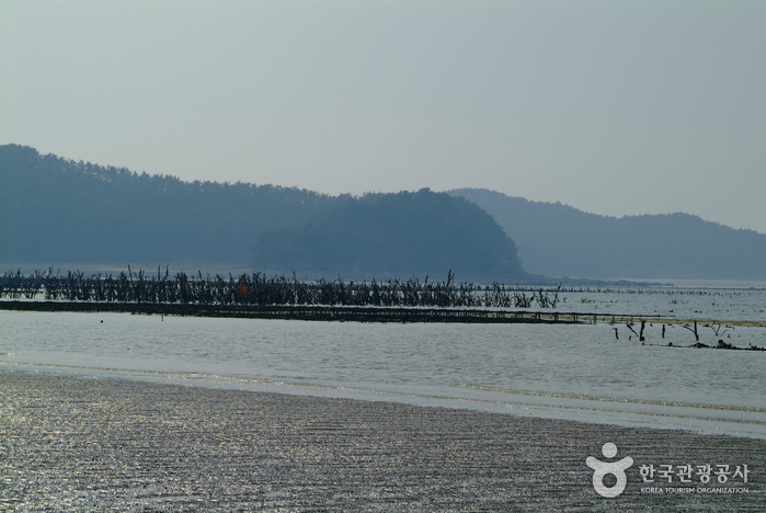 신두리해수욕장 신두리해수욕장