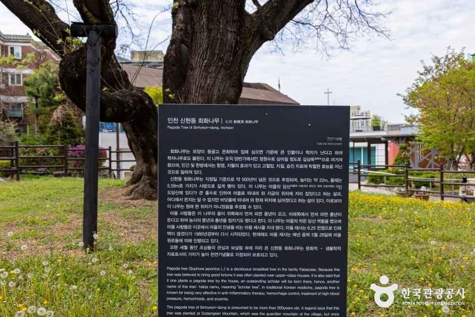 인천_서구_신현동회화나무 (5)