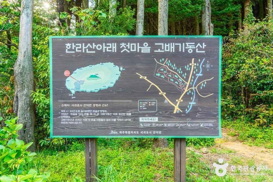 고배기동산