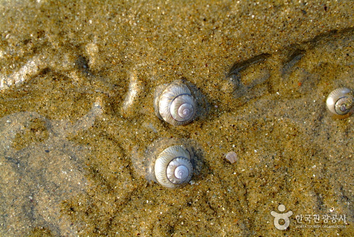 신두리해수욕장 신두리해수욕장