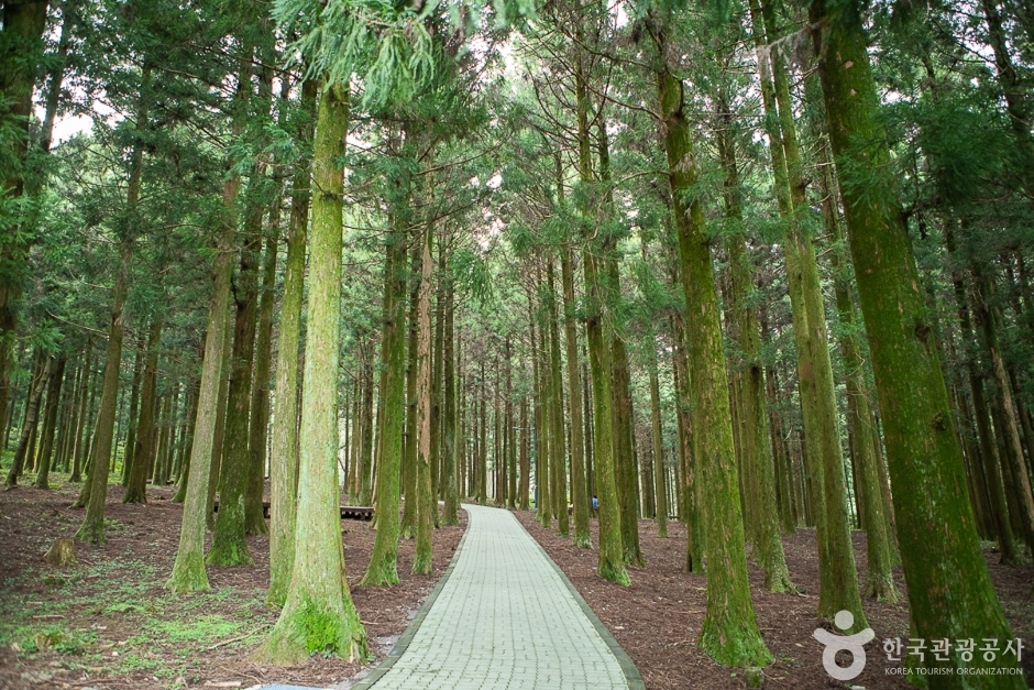 Jangsaeng Forest Trail