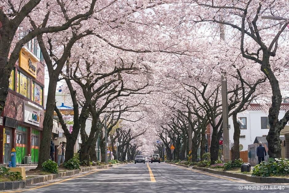 全農路桜通り