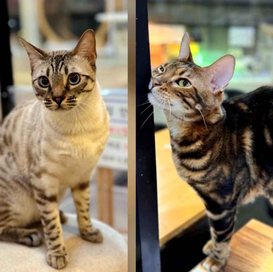 미어캣인더시티