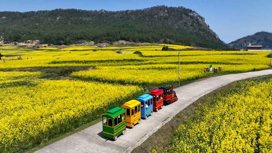 宝島 菜の花祭り