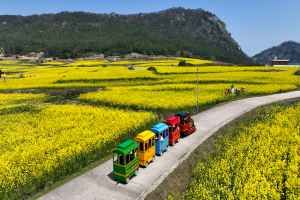 보배섬 유채꽃 축제