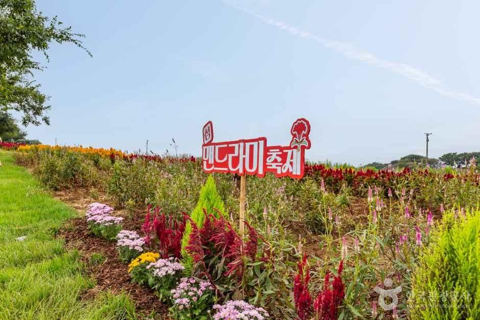 신안_맨드라미정원 (11).jpg