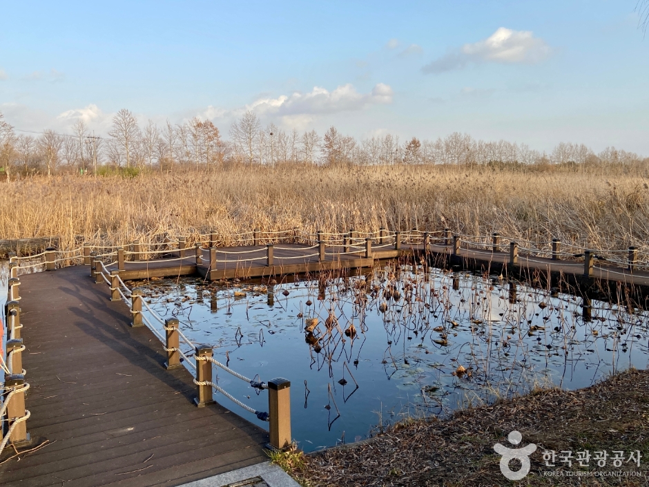 安山芦苇湿地公园