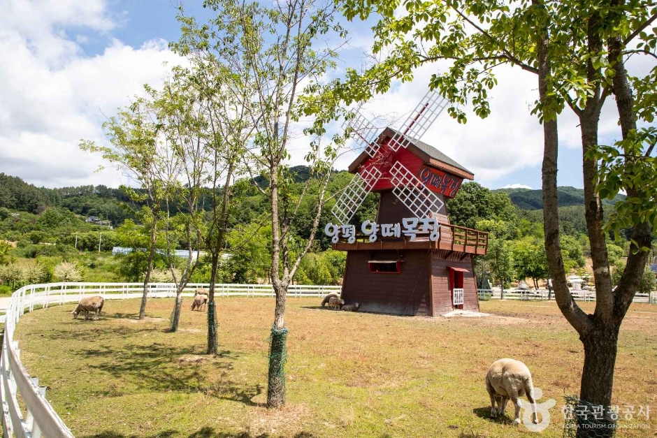 杨平羊牧场