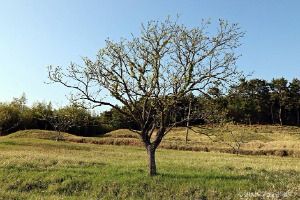 고성 내산리 고분군