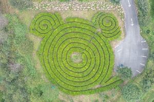 보성 골망태다원