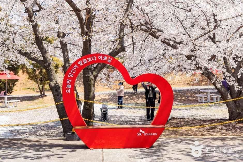 SK仁川石化樱花园