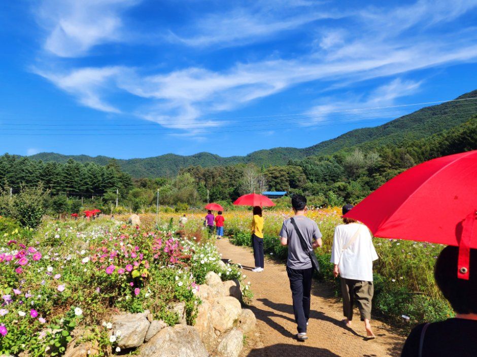 원주용수골가을꽃축제 포스터