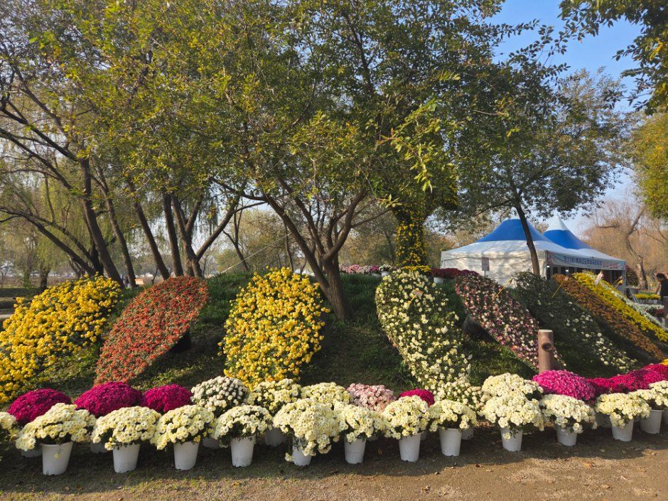 Buyeo Chrysanthemum Festival