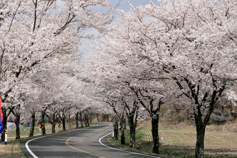 Jangoksa Cherry Blossom Road