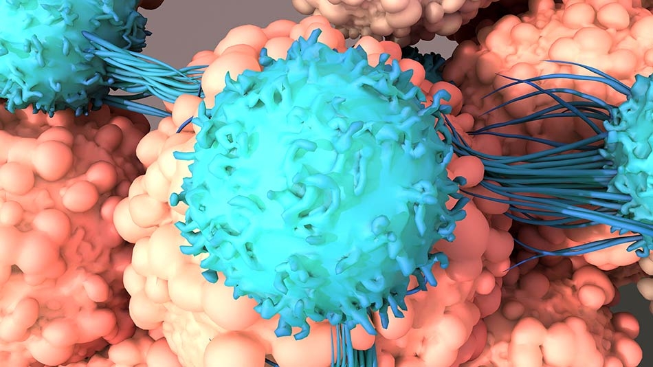 T cells fighting cancer cells during CAR-T cell treatments (3D illustration)