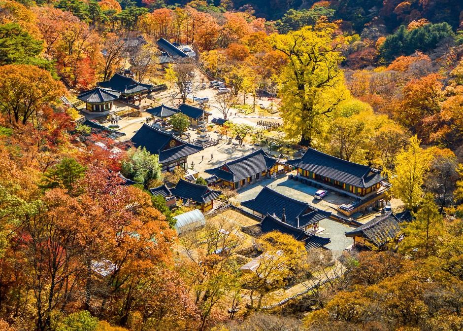 양평 용문사 은행나무