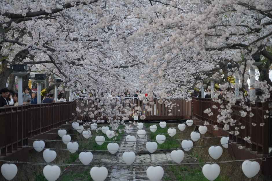 2026 진해군항제 (6).JPG