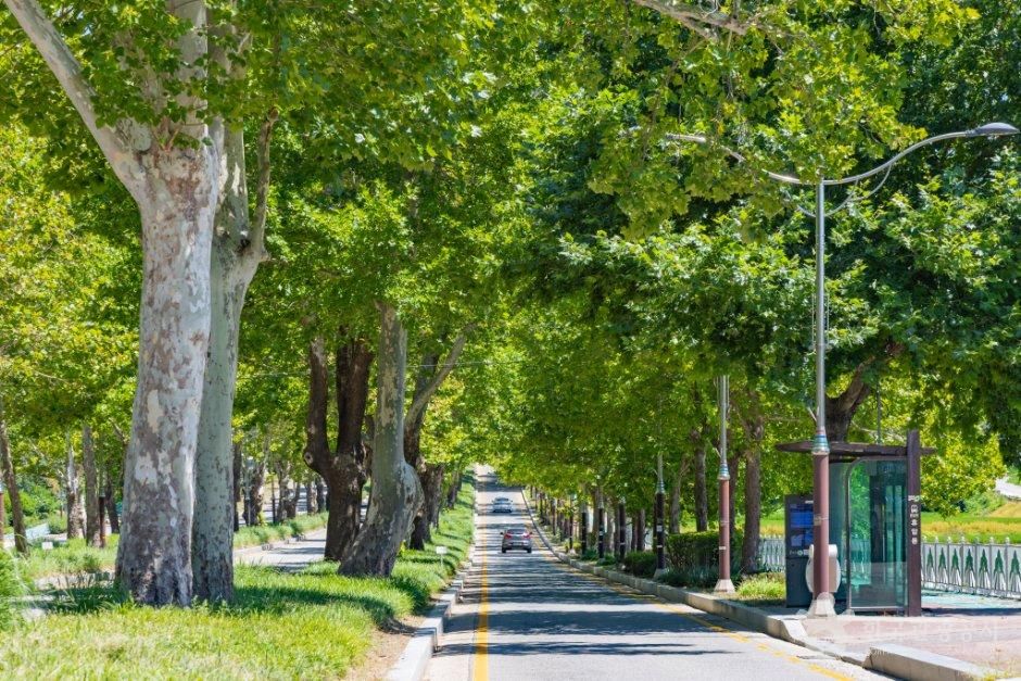 충북_청주시_청주 가로수길 (1).jpg