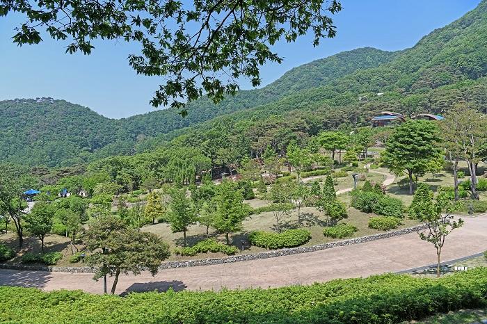 Swija Garden filled with green