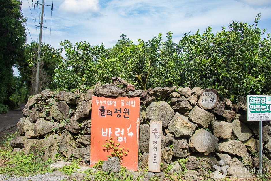 橘子园 Baryeong