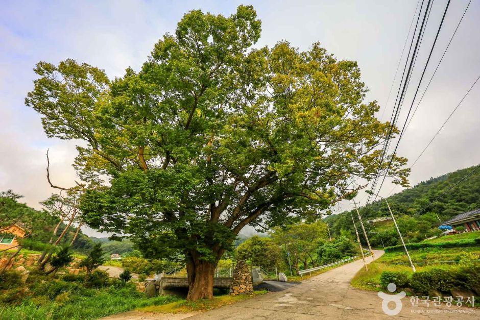 杨平双渠里村