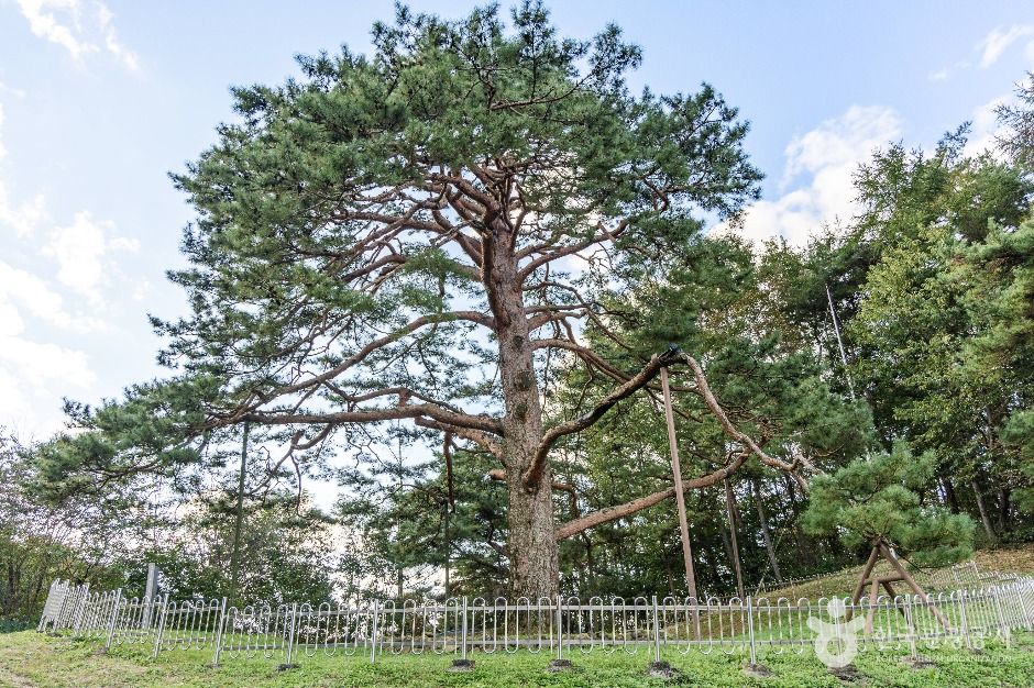 槐山積石里松