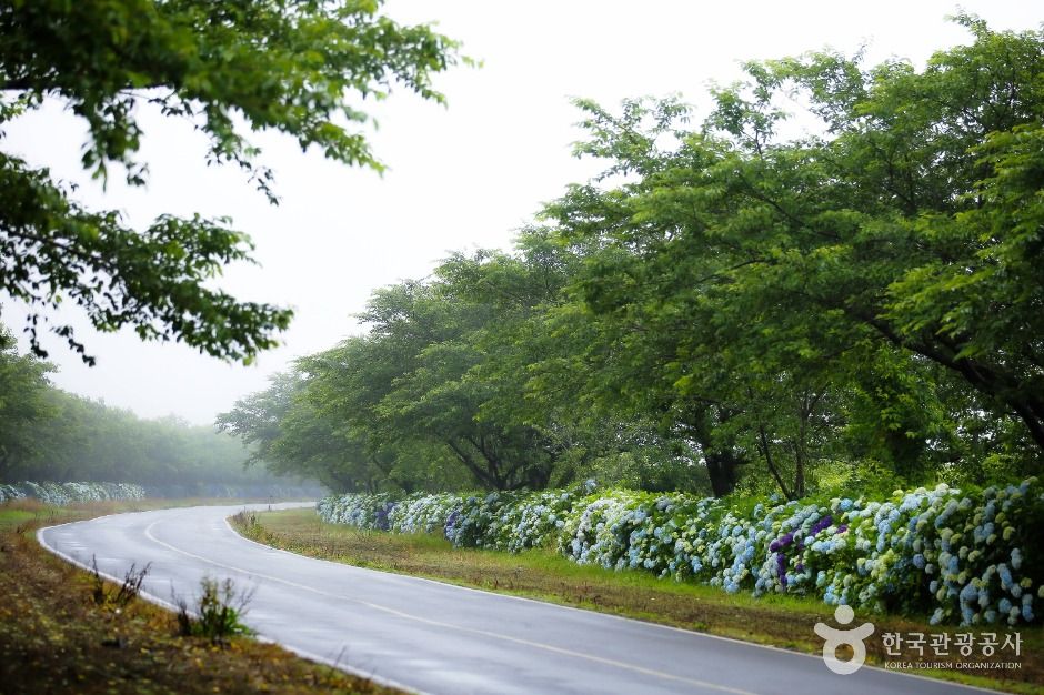 西归浦加时里村（鹿山路油菜花路）
